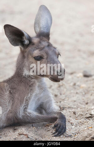 De l'Ouest continentale (Macropus fuliginosus kangourous gris melanops), également connu sous le nom de black-faced kangaroo. Banque D'Images