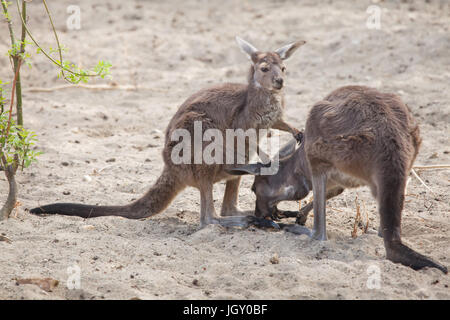 De l'Ouest continentale (Macropus fuliginosus kangourous gris melanops), également connu sous le nom de black-faced kangaroo. Banque D'Images