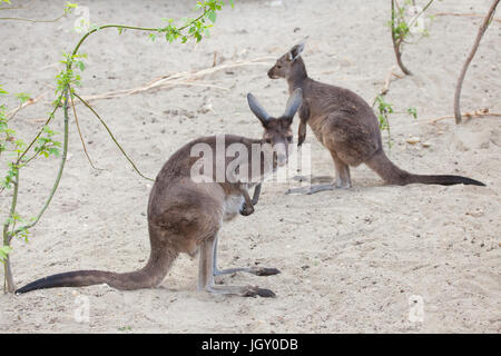 De l'Ouest continentale (Macropus fuliginosus kangourous gris melanops), également connu sous le nom de black-faced kangaroo. Banque D'Images