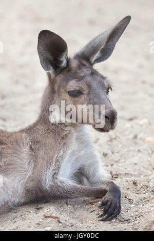 De l'Ouest continentale (Macropus fuliginosus kangourous gris melanops), également connu sous le nom de black-faced kangaroo. Banque D'Images
