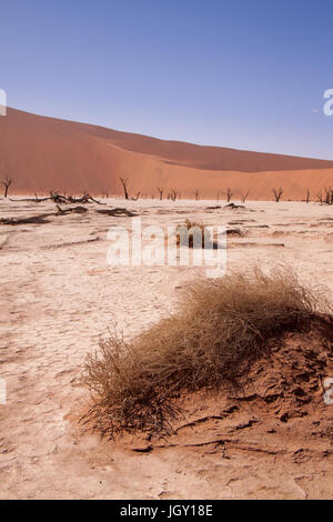 Arbres morts dans Deadvlei, Désert du Namib, Namibie Banque D'Images