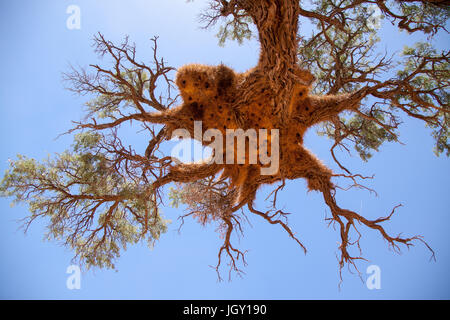 Giant Weaver nids d'oiseau dans l'arbre d'Afrique, la Namibie Banque D'Images