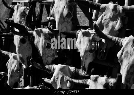 Vache noir et blanc sur le mur de crânes. Banque D'Images