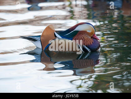 Snoozing canard mandarin Banque D'Images