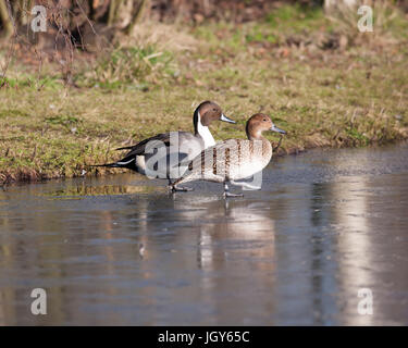 Paire de Northern Pintail au London Wetland Center Banque D'Images