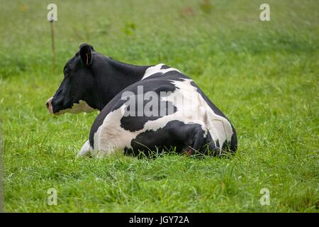 France, région Normandie (ancienne Basse Normandie, Manche, Baie du Mont Saint-Michel, Ardevon, élevage bovin, de l'agriculture, de vaches Prim Holstein Photo Gilles Targat Banque D'Images