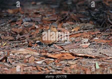 Un bruant roux (climacteris rufus) sur le sol dans une forêt d'eucalyptus en Australie de l'ouest Banque D'Images