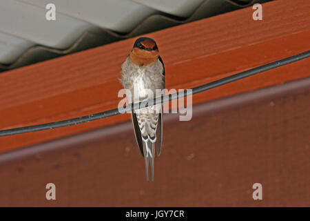 Une wellcome swallow (hirundo neoxena) perché sur un fil sous un toit en appentis à Perth en Australie occidentale Banque D'Images