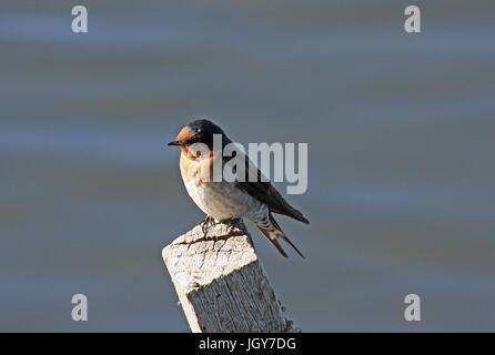 Une wellcome swallow (hirundo neoxena) posés sur des post sur un petit lac près de Perth en Australie occidentale Banque D'Images