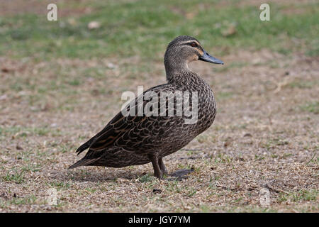 Pacifique une femelle Canard noir (Anas superciliosa) dans un parc à Perth en Australie occidentale Banque D'Images