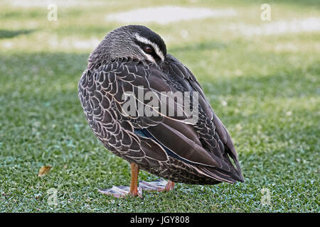 Un homme pacifique canard noir (Anas superciliosa) dans un parc à Perth en Australie occidentale Banque D'Images