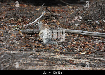 Un numbat ou en bandes anteater (myrmecobius fasciatus) à fourmis dans dryandra woodlands dans l'ouest de l'Australie Banque D'Images