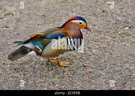 Canard mandarin à Varsovie, Pologne Banque D'Images