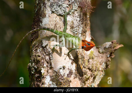 Vert Lézard commun forêt Calotes calotes Sri Lanka Banque D'Images