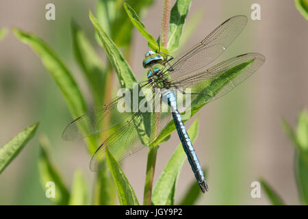 Empereur Dragonfly, Anax imperator. Homme au repos. Sussex, Royaume-Uni. Juillet. Banque D'Images