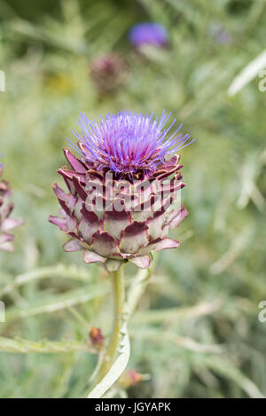 Artichaut violet fleur dans le jardin isolé sur fond vert Banque D'Images