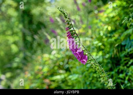 Un rendu nettement d'un paysage horizontal de la digitale pourpre isolés contre un semi fond flou de couleurs vives Cornish haie de la flore. Banque D'Images