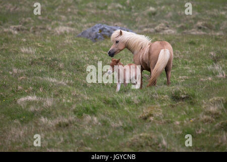 Cheval islandais (Equus ferus caballus) Banque D'Images