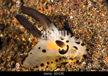 Photo sous-marine de Thecacera Nudibranch, limace de mer Banque D'Images