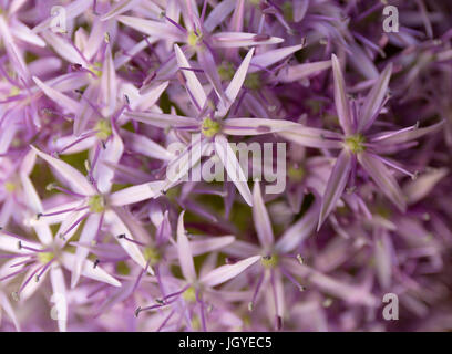 Fond d'Allium. La texture des fleurs pourpres. L'été. Banque D'Images