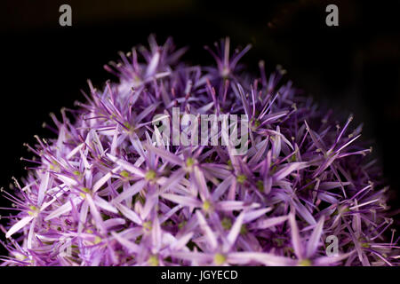 Fond d'Allium. La texture des fleurs pourpres. L'été. Banque D'Images