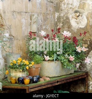 Les plantes en pot on outdoor table Banque D'Images