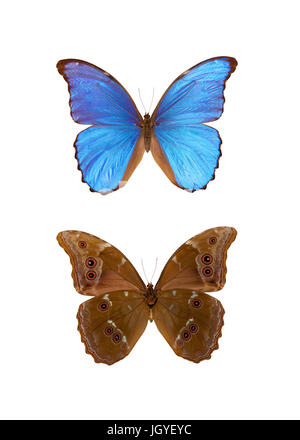 Morpho didius est un papillon néotropicale appartenant à la famille des Nymphalidae, de la sous-famille des Morphinae. Depuis le Pérou. Banque D'Images