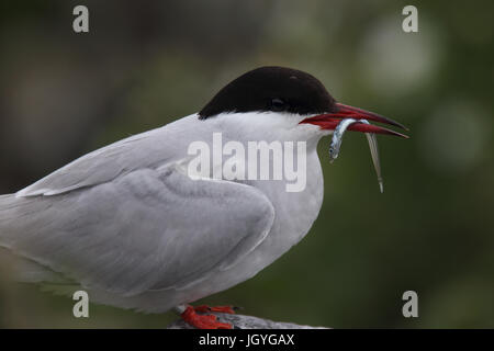 Sterne arctique (Sterna paradisaea), adulte debout avec lançon dans bec, Iles Farne, Yorkshire, Angleterre, Royaume-Uni. Banque D'Images