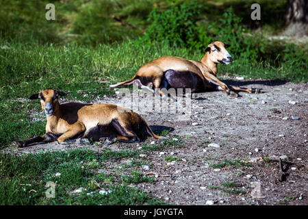 Cameroun (Ovis aries) allongé sur le sol avec un mouton cameroun enceintes à l'arrière-plan. Banque D'Images
