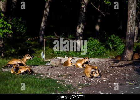 Lying brown cameroun (Ovis aries) dans un groupe à l'entrée de la forêt. Banque D'Images