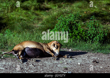 Se trouvant enceinte, brown cameroun (Ovis aries) sur le terrain. Banque D'Images