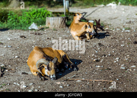 Homme Cameroun (Ovis aries) allongé sur le sol avec des femmes cameroun moutons dans l'arrière-plan. Banque D'Images