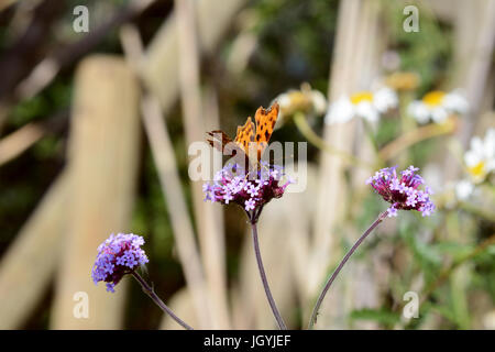 Les avis de papillon de nectar virgule potable pourpre fleurs de verveine, arrière-plan flou de marguerites et de bois au-delà Banque D'Images