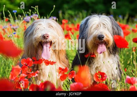 Portrait photo de deux colleys barbus dans un champ de coquelicots Banque D'Images