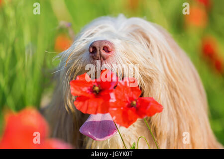 Photo portrait d'un bearded collie dans un champ de coquelicots Banque D'Images