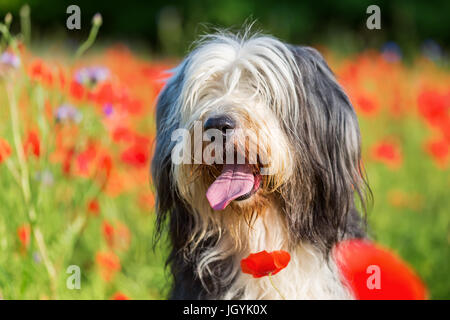 Photo portrait d'un bearded collie dans un champ de coquelicots Banque D'Images