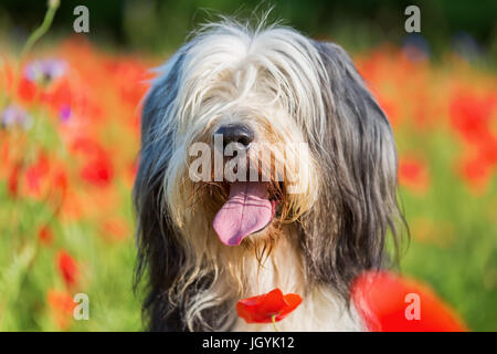 Photo portrait d'un bearded collie dans un champ de coquelicots Banque D'Images