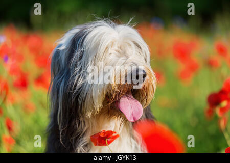 Photo portrait d'un bearded collie dans un champ de coquelicots Banque D'Images