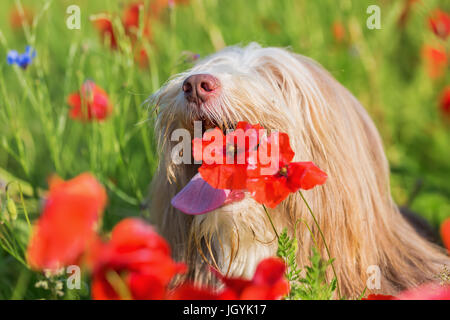 Photo portrait d'un bearded collie dans un champ de coquelicots Banque D'Images