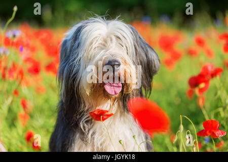 Photo portrait d'un bearded collie dans un champ de coquelicots Banque D'Images