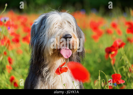 Photo portrait d'un bearded collie dans un champ de coquelicots Banque D'Images