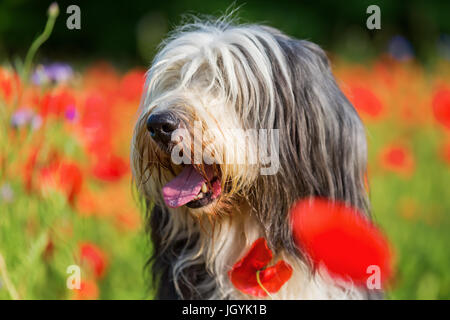 Photo portrait d'un bearded collie dans un champ de coquelicots Banque D'Images