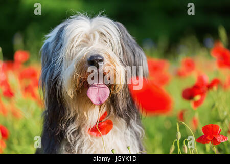 Photo portrait d'un bearded collie dans un champ de coquelicots Banque D'Images