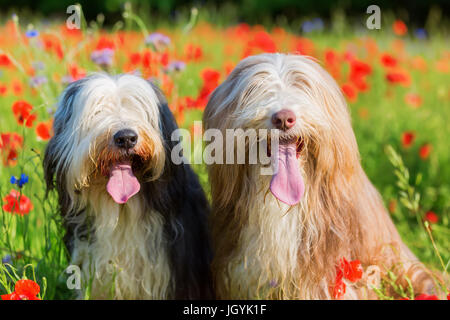 Portrait photo de deux colleys barbus dans un champ de coquelicots Banque D'Images