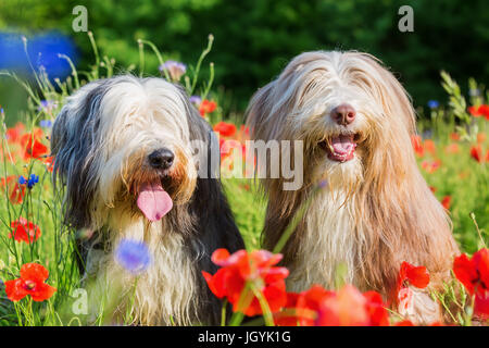 Portrait photo de deux colleys barbus dans un champ de coquelicots Banque D'Images