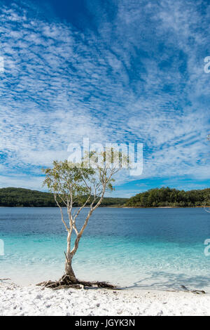 Arbre et l'herbe avec de l'eau claire comme du cristal et bleu ciel de la Crater Lake, Lac McKenzie sur Fraser Island, Queensland, Australie. Banque D'Images