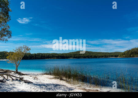 Arbre et l'herbe avec de l'eau claire comme du cristal et bleu ciel de la Crater Lake, Lac McKenzie sur Fraser Island, Queensland, Australie. Banque D'Images