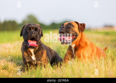 Portrait de deux chiens boxer qui gisent sur le pré Banque D'Images