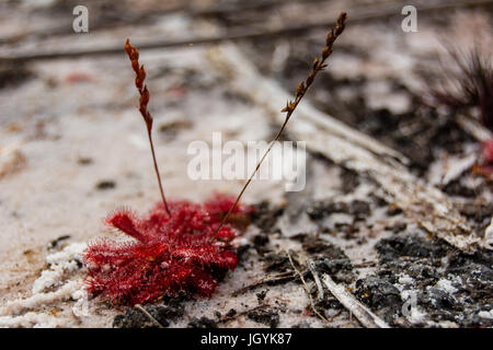 Couleur rouge filiforme sur sable blanc. Les plantes carnivores de l'île de Fraser, l'Australie peut piéger et de consommer des insectes. Gouttes de mucilage à l'extrémité de chaque tente Banque D'Images