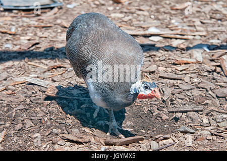 La pintade casquée (Numida Melleagris) Banque D'Images